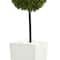 3.5ft. Boxwood Ball Topiary Tree in White Tower Planter